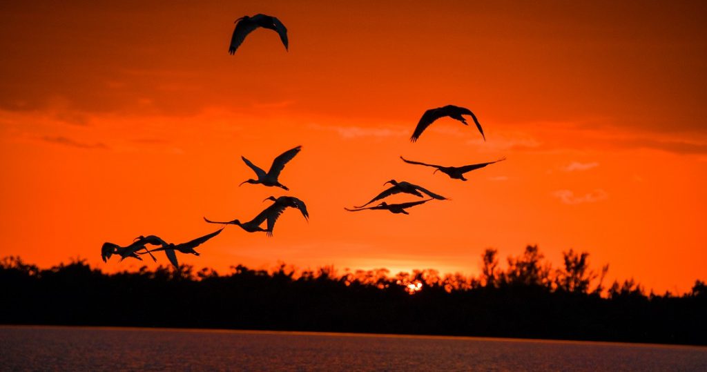 a flock of birds flying over a body of water