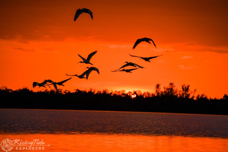 a flock of birds flying over a body of water