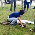 Capt Jeannine Young catching an invasive python