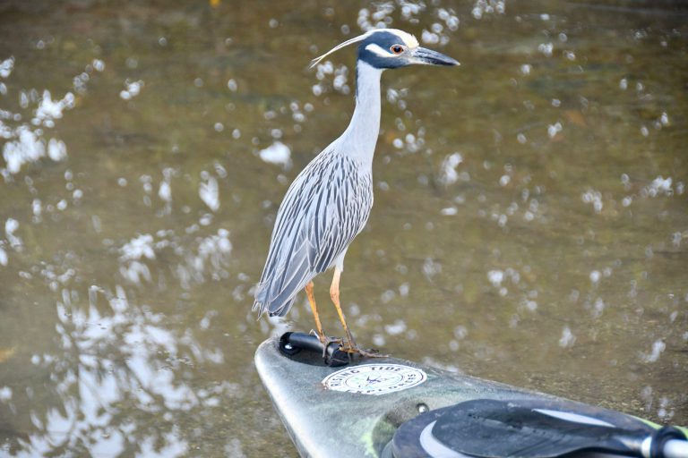 a bird standing next to a body of water