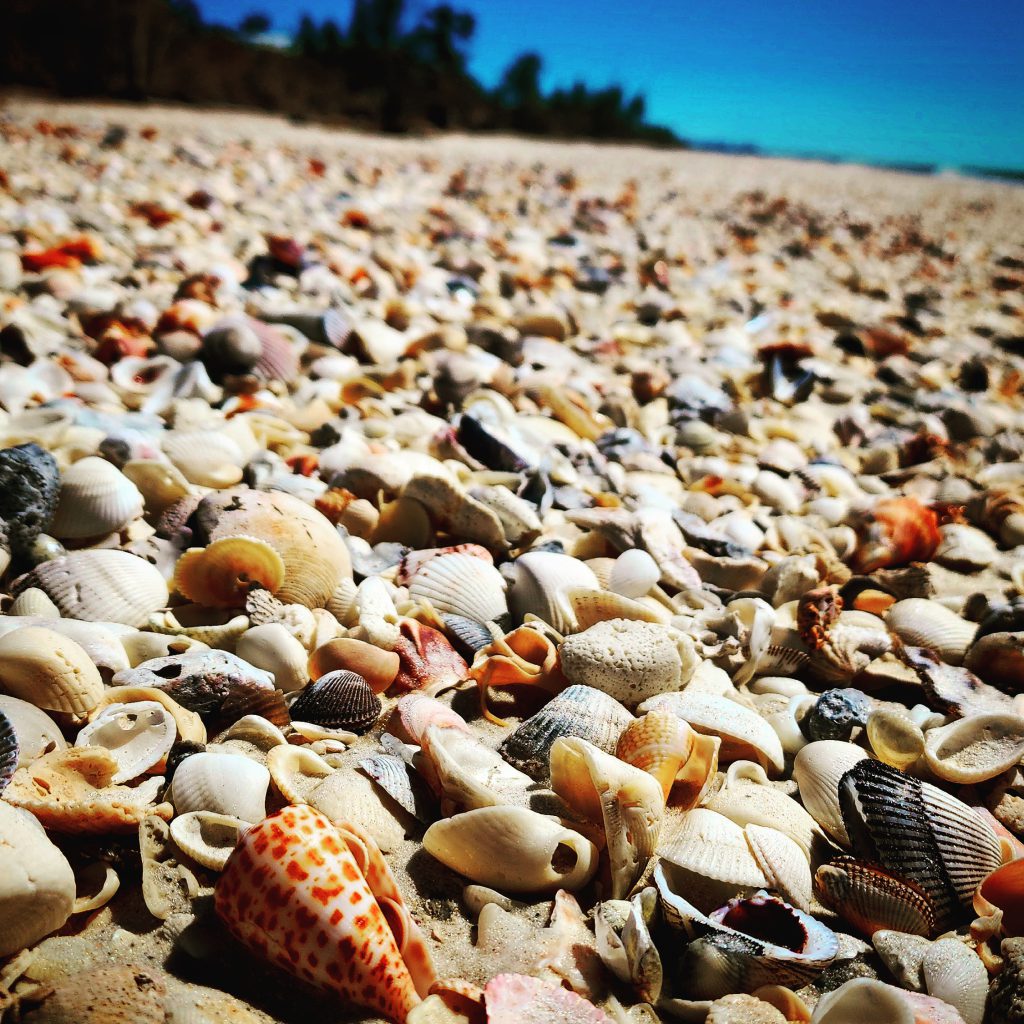 Shelling on Keewaydin Island - Rising Tide Explorers