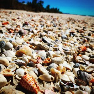 Shelling on Keewaydin Island - Rising Tide Explorers