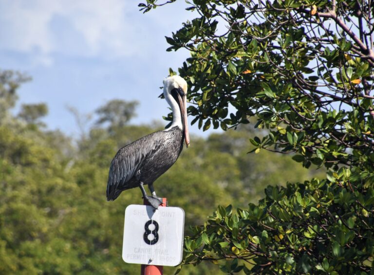 pelican