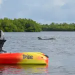 kayaker spots a dolphin on a Rising Tide Explorers eco tour
