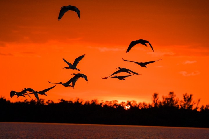 a flock of birds flying over a body of water